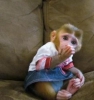 3 aylk bebek capuchin maymunlar hediye olarak ver