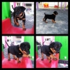 3 Aylk Macar Rottweiler Erkek