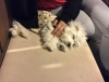 3 aylk maltese terrier