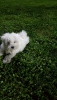 3 aylk maltese terrier