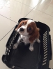 3 aylk yavru cavalier king charles