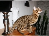 3 sevimli bengal x yavru kedi,