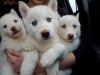 3 tescilli safkan sibirya husky yavrular