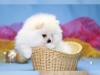 ###33  akc reg pomeranian kukla#####