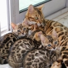 +34624441231 gzel serval ve f1 savannah kittens m