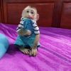 +34624441231 whatsapp iki tame capuchin maymun satlk