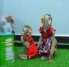 +34624441231 whatsapp inanlmaz capuchin maymun