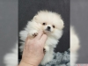 3tatli sasirtici pomeranian yavrulari