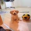 4 aylk dii golden retriver