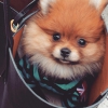 4 aylk pomeranian boo yavrusu