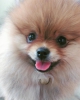 4 aylk pomeranian boo yavrusu