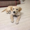 4 aylk safkan erkek golden retriever