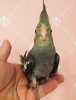 55 gnlk full evcil yavru sultan papagan antalya