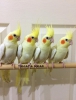Antalya satlk yavru sultan papaganlar 2024 evcil full