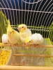 Antalya sultan papaganlar 2 aylk bebekler lutino