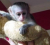 5 aylk marmoset maymunu