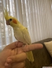 55 günlük el beslemesi full evcil erkek lutino papagan