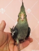 55 gnlk full evcil yavru sultan papagan antalya
