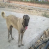 6 aylk safkan kangal