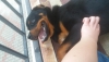 7 aylk rotweiler