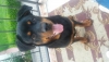 7 aylk rotweiler