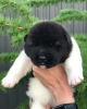 7 japon akita yavrular