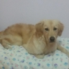 9 aylk golden retriever