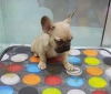 A kalite french bulldog yavrusu arayanlar