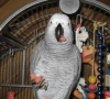 A proven pair of african grey for sale