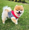 Ab pasaportlu pomeranian boo whatsapp: +905399143732