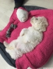 Acil maltipoo cinsi yavruya yeni yuva