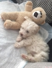 Acil maltipoo cinsi yavruya yeni yuva