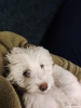 Acil maltipoo cinsi yavruya yeni yuva