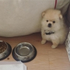 Acil pomeranian boo yeni ailesini aryor