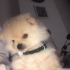 Acil pomeranian boo yeni ailesini aryor