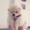 Acil pomeranian boo yeni ailesini aryor