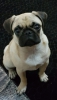 Acil satlk dii pug yavrusu