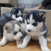 Acil sibirya husky evlat edinme