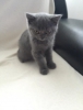 Yavru british shorthair