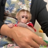 Adorable erkek bir dii capuchin maymunu evlat edinmek iin