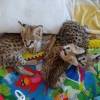 Adorable savannah - serval - ocelot - caracal kittens satl