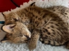 Adorable savannah - serval - ocelot - caracal kittens satl