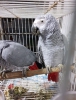 Afrcan gray macaw  available