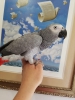 African grey female