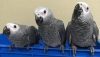 African grey parrot