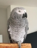 African grey ve dier papaan trleri mevcuttur !!