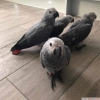 African grey ve dier papaan trleri mevcuttur !!