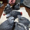 African greys papaanlarnn,