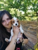 Aile iin cavalier king charles yavrular