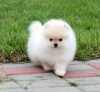 Aileler iin ok sosyal pomeranian yavru